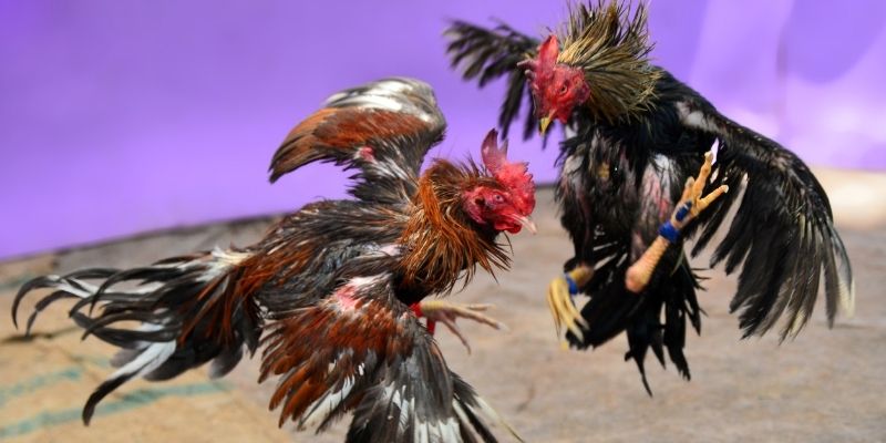 sx666 KM Game Bài 3d