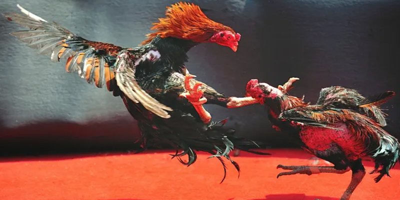 sx666 bắn cá h5 chơi ngay