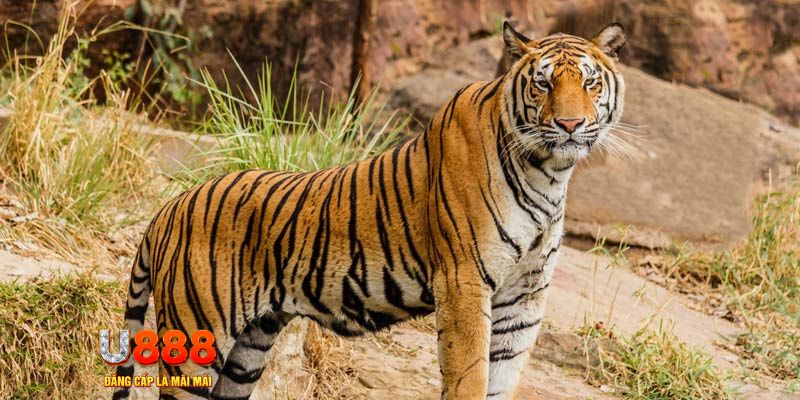 sx666 game nổ hủ máy bay