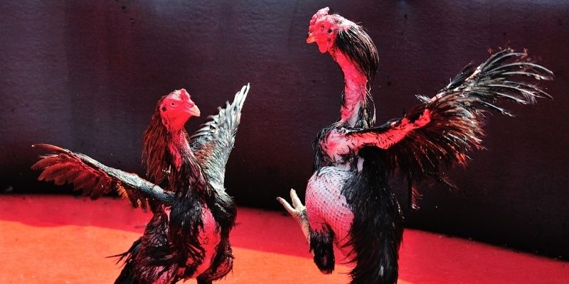 sx666 thị trường baccarat là gì