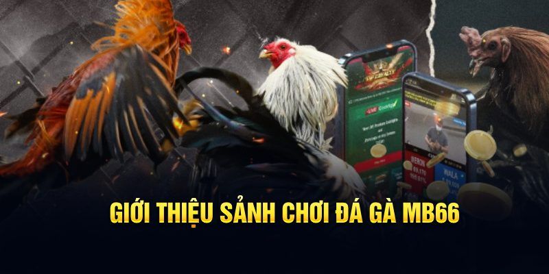 sx666 đăng nhập poker hôm nay