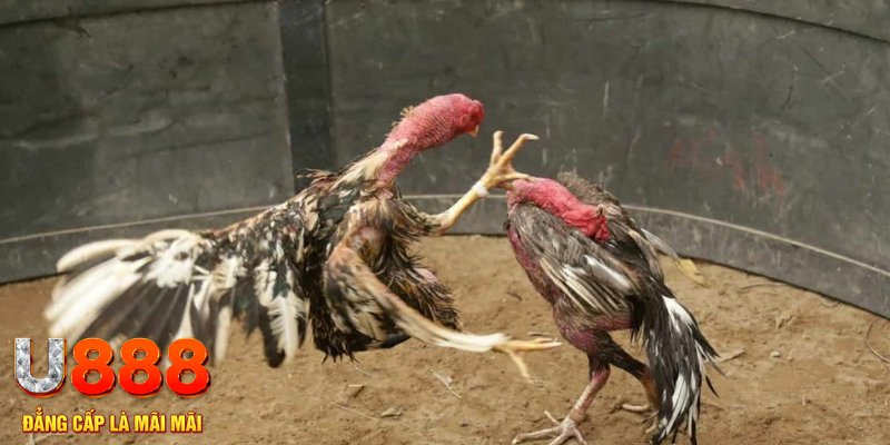 sx666 đăng nhập tiến lên miền nam số 1